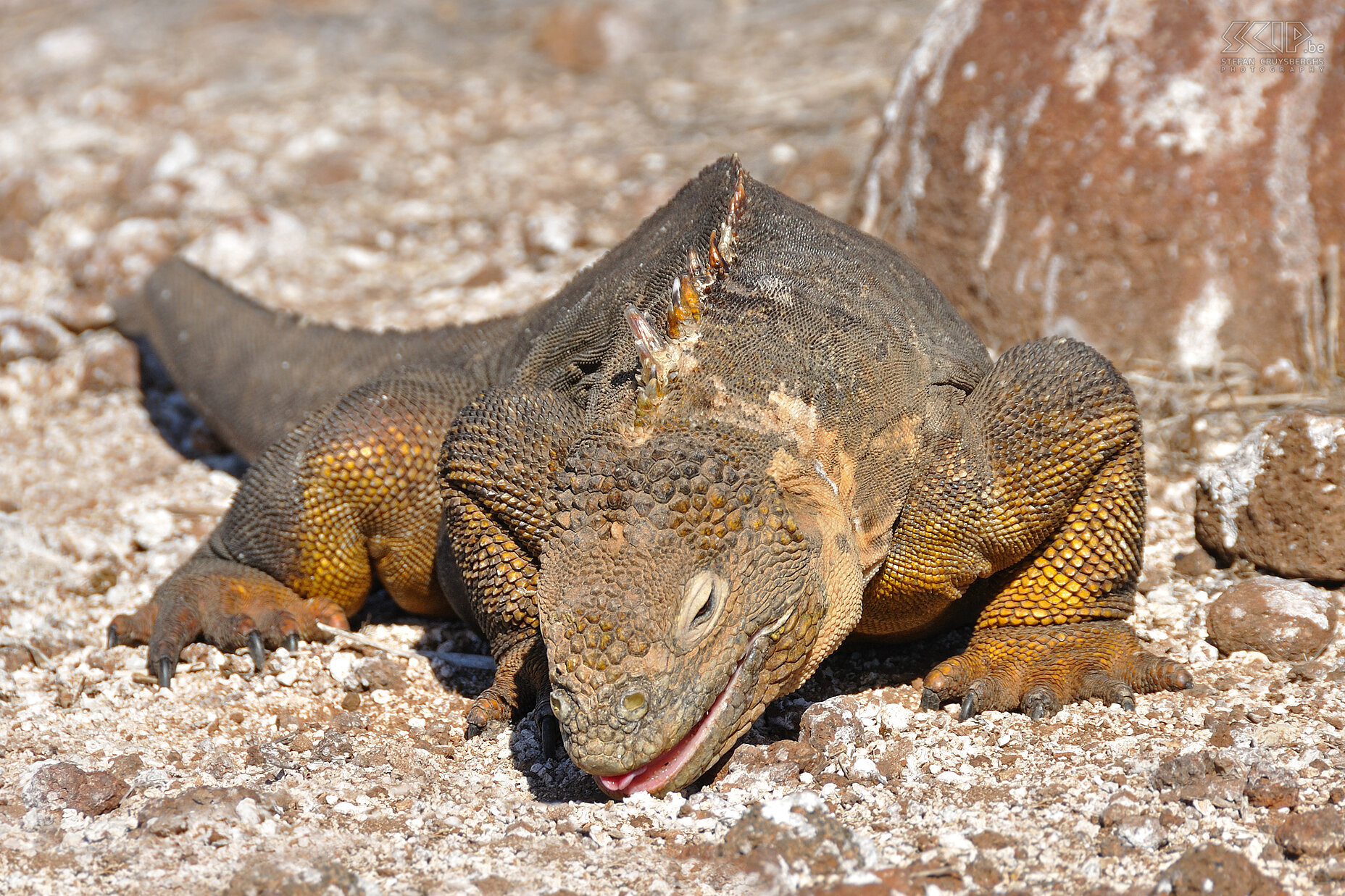 Galapagos - North Seymour - Landleguaan De grootste landleguanen met hun opvallende gele kleur (conolophus subcristatus) kan je op het eiland van North Seymour aantreffen. Ze eten voornamelijk bladeren en vruchten van de Opuntia-cactus. Stefan Cruysberghs